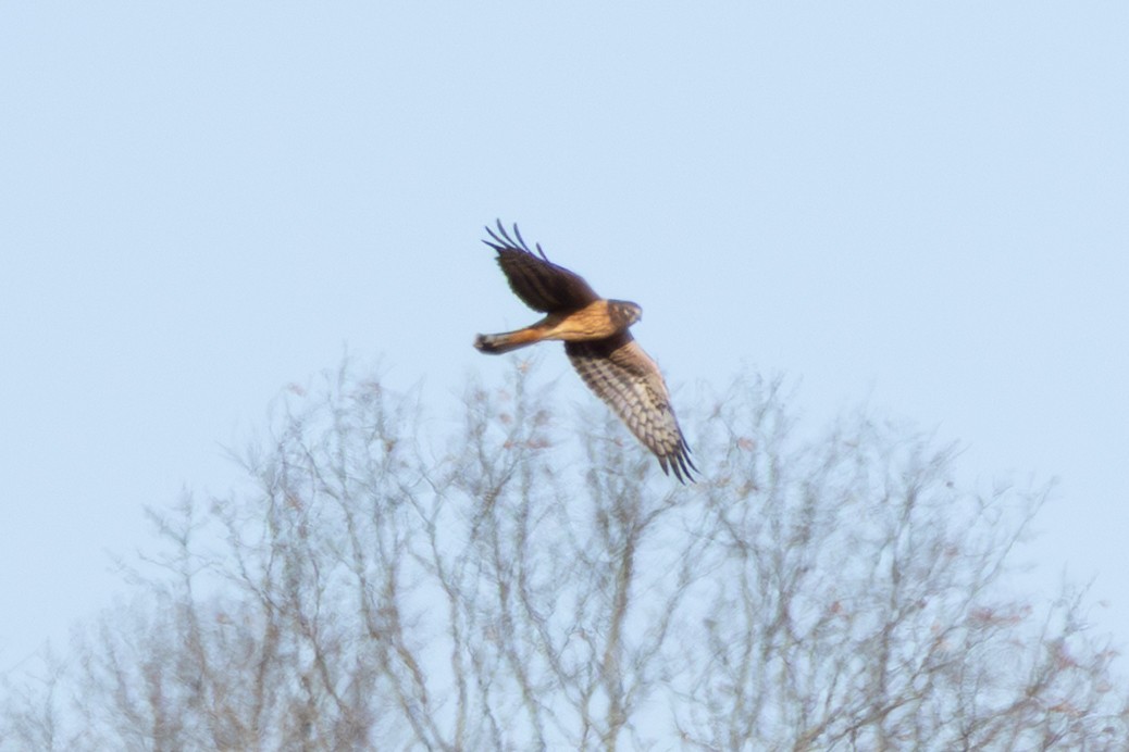 mørkmyrhauk - ML645524568