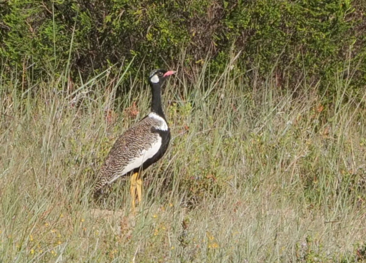 svarthalstrappe - ML645524599