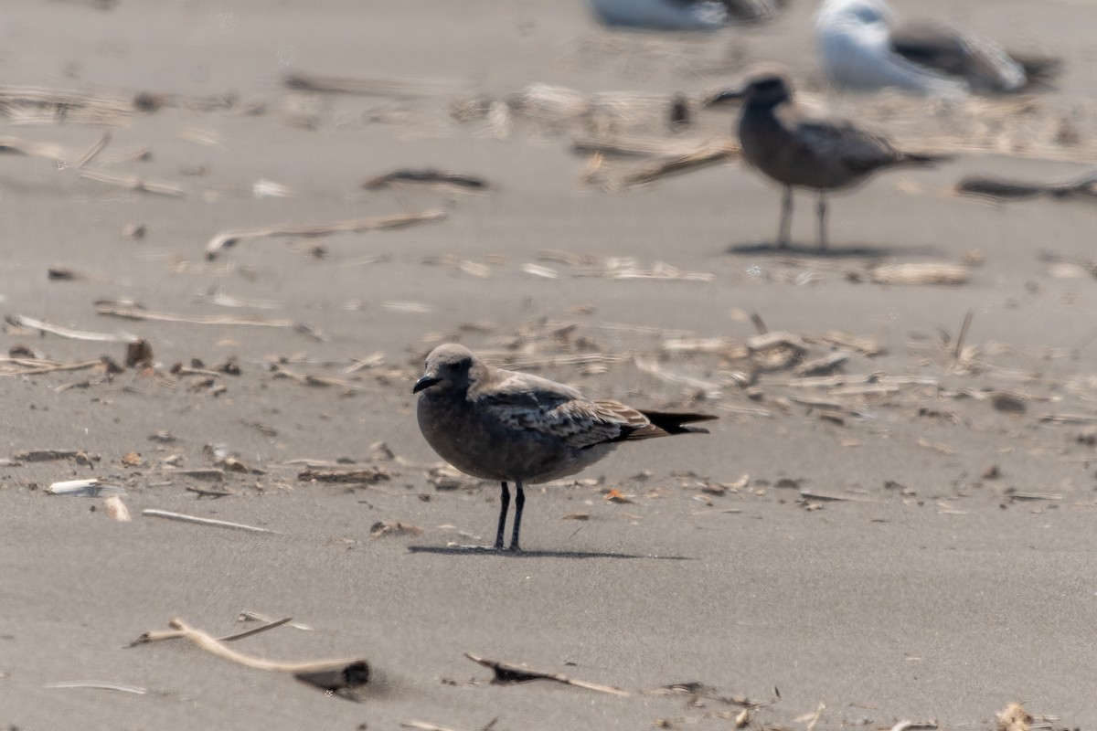 Серая чайка - ML645524603