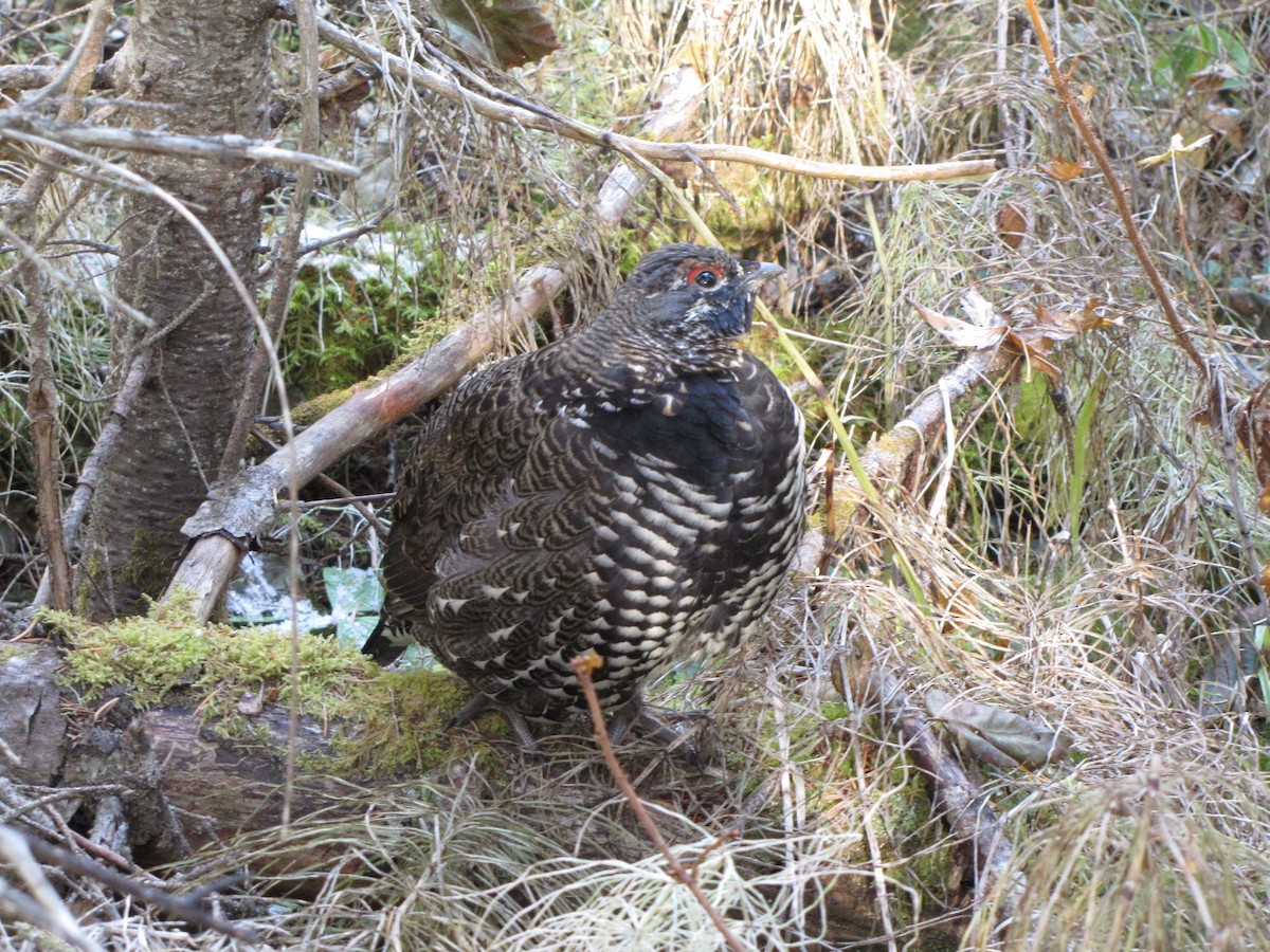 Spruce Grouse - ML645524610