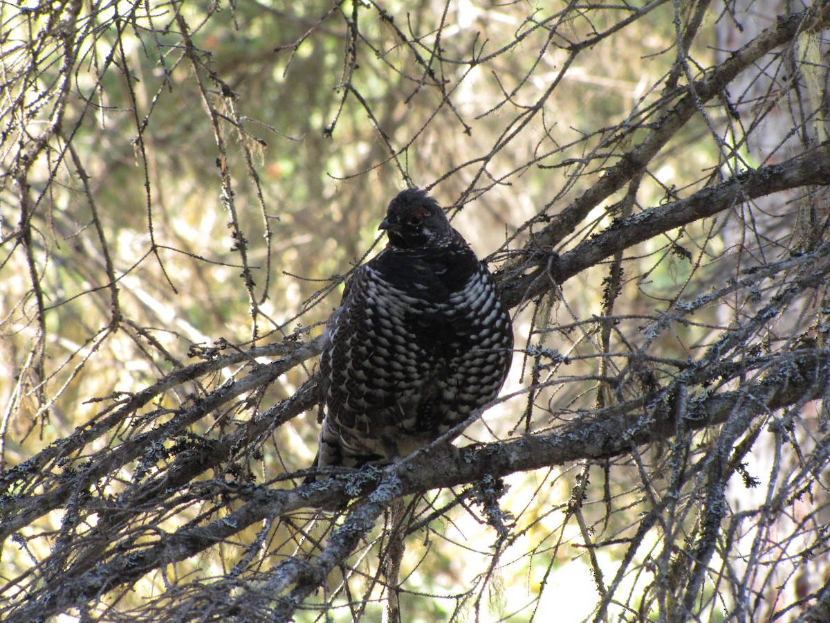 Spruce Grouse - ML645524611