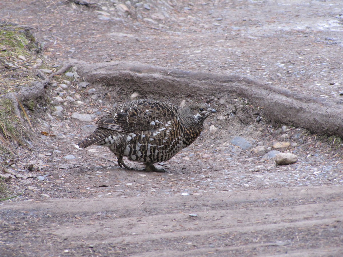 Spruce Grouse - ML645524612