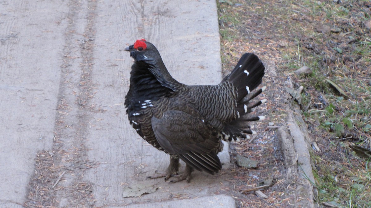 Spruce Grouse - ML645524613