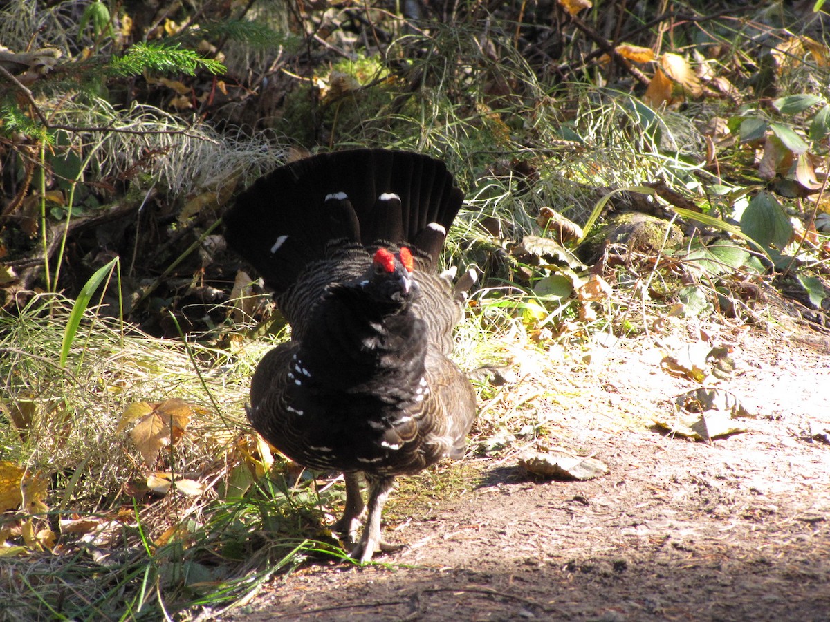 Spruce Grouse - ML645524614