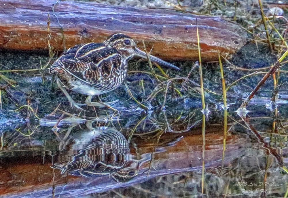 Wilson's Snipe - ML645524618