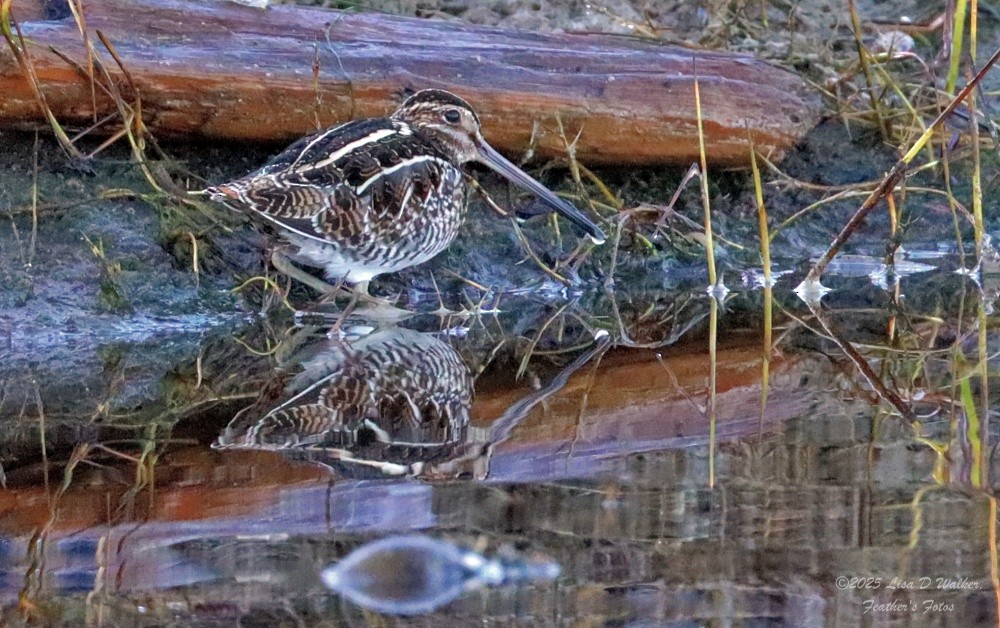 Wilson's Snipe - ML645524619