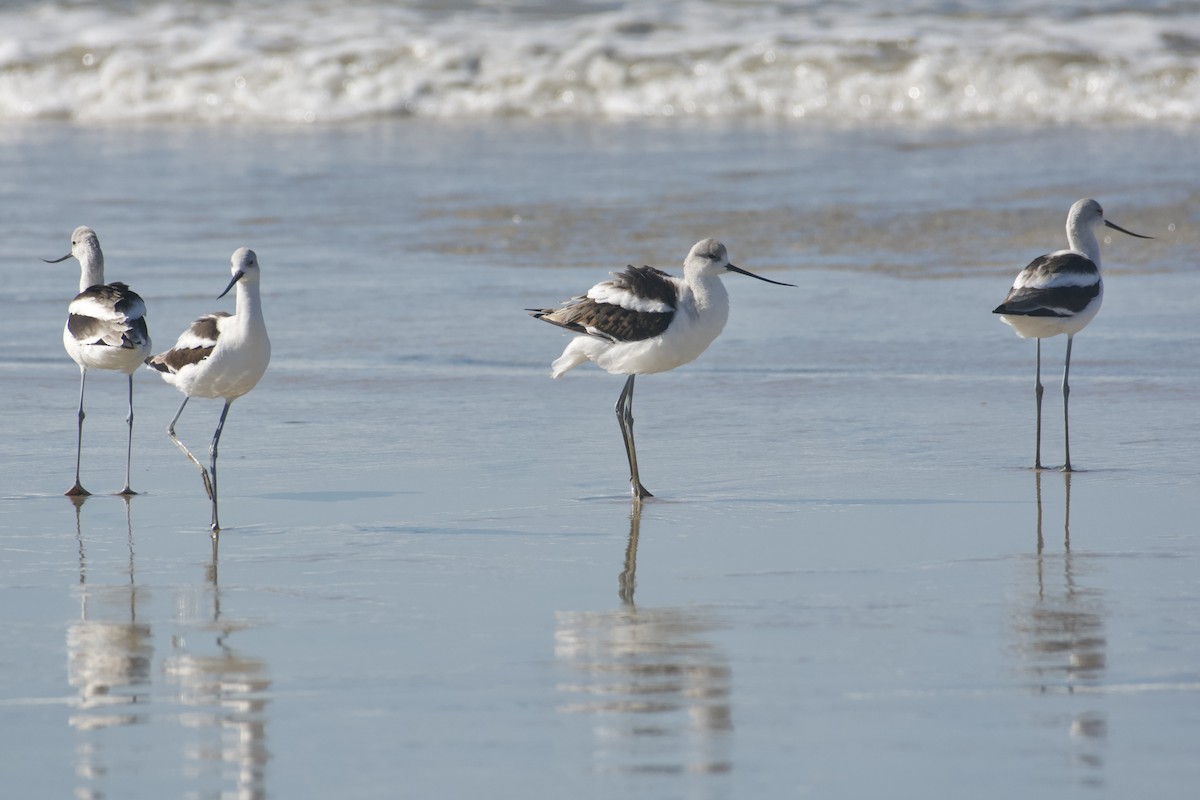 American Avocet - ML645524620