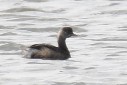 Eared Grebe - ML645524624