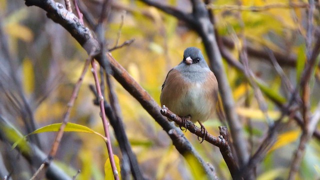 Dark-eyed Junco (Pink-sided) - ML645524625