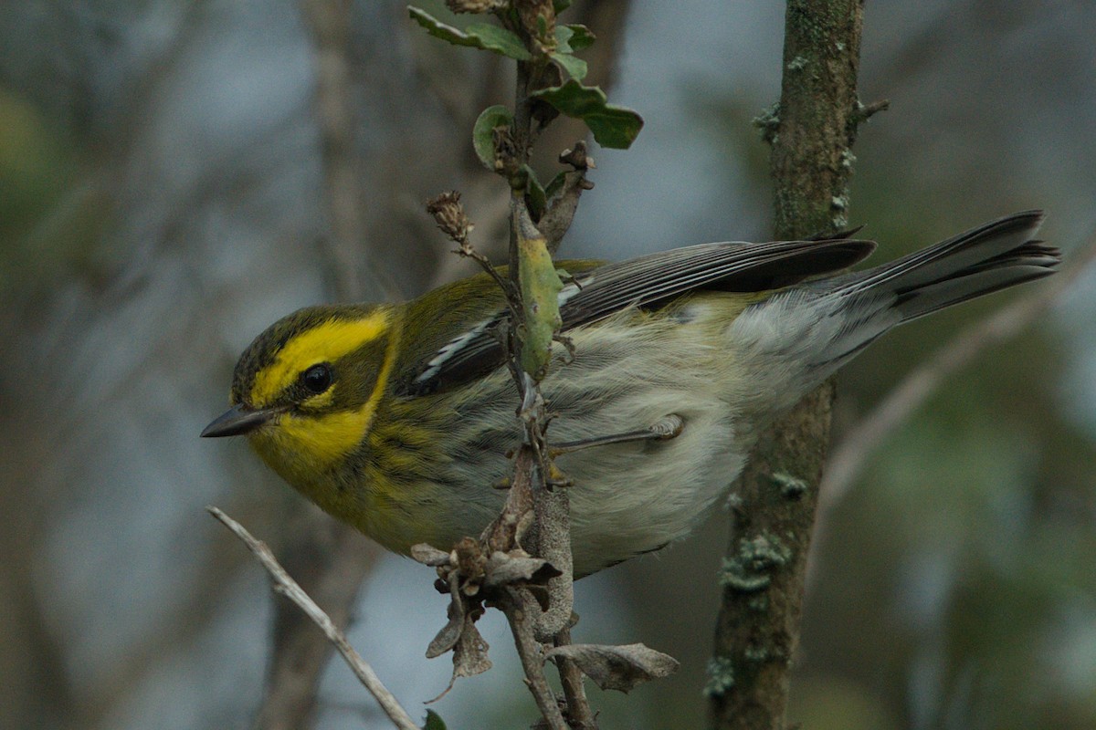 Townsend's Warbler - ML645524626