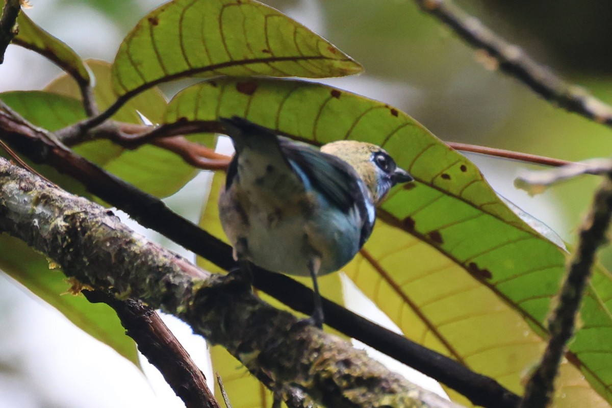 Золотистоголовая танагра - ML645524627