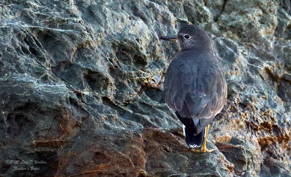 Surfbird - ML645524630