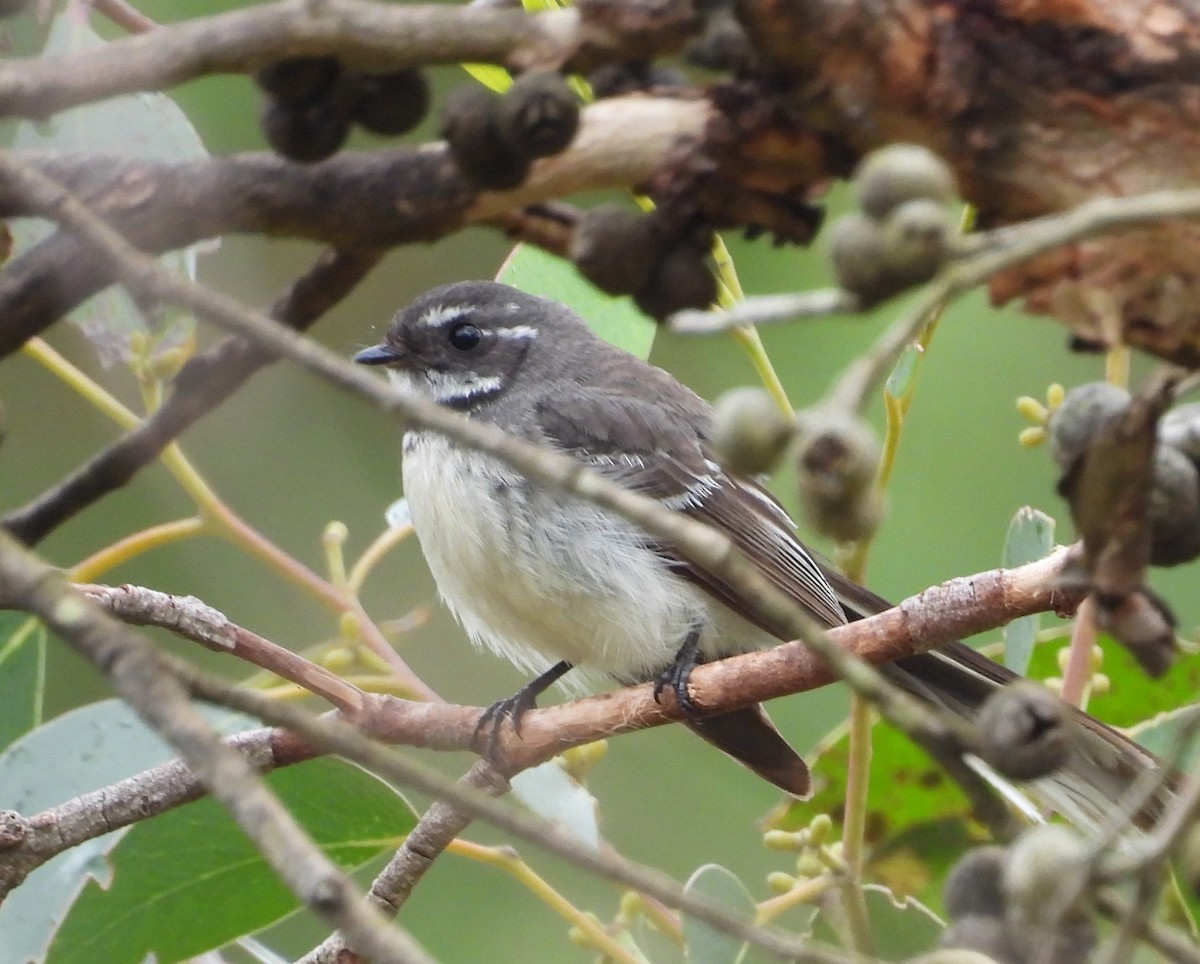 Gray Fantail - ML645524633