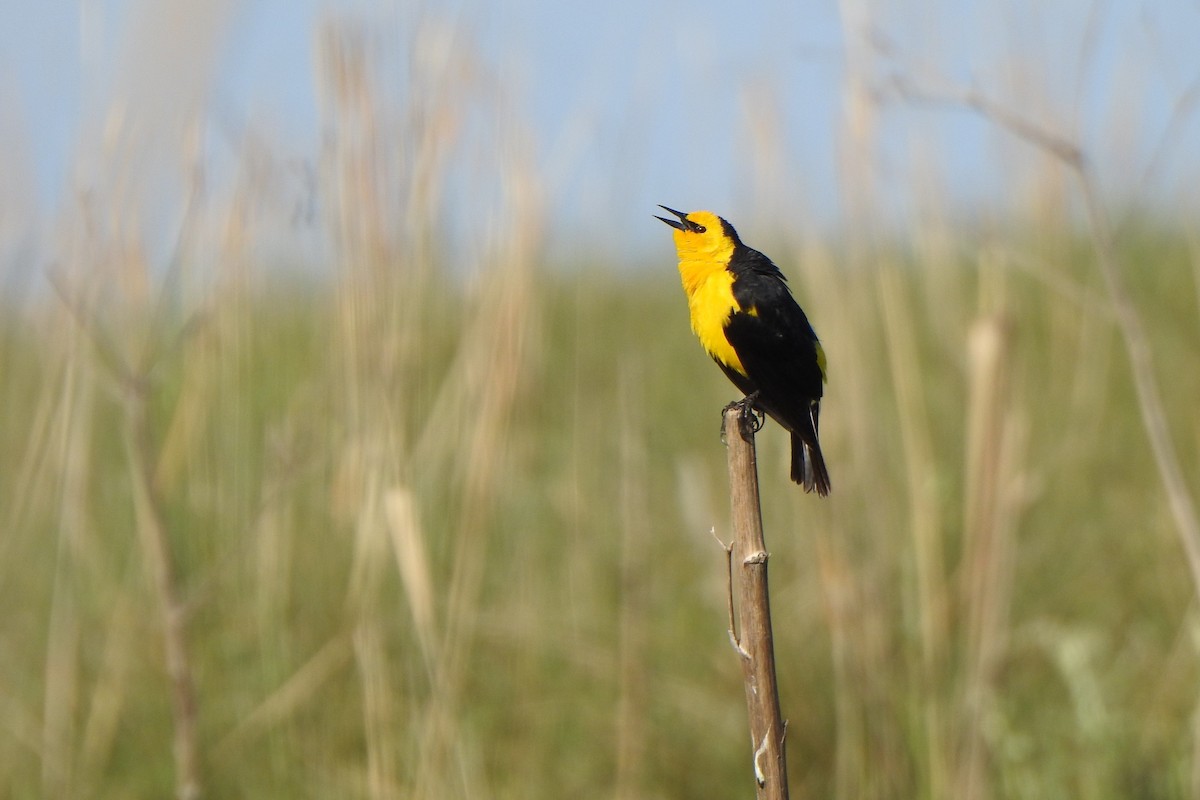 Sarı Karatavuk - ML645524638