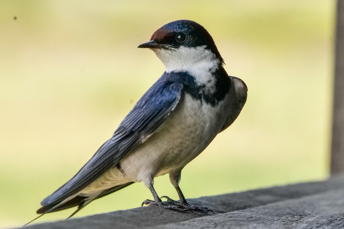 White-throated Swallow - ML645524640