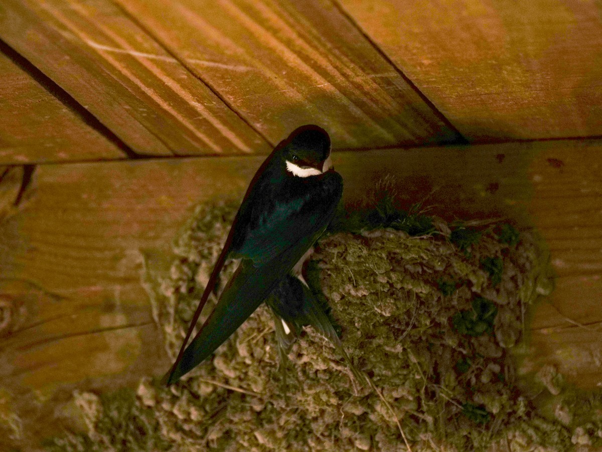 White-throated Swallow - ML645524641