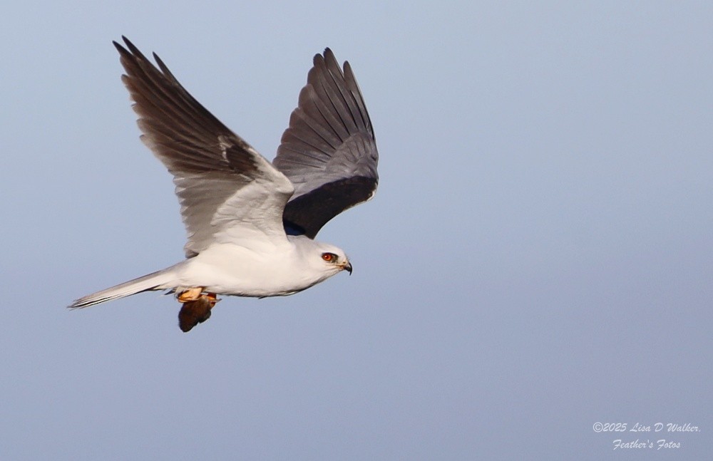 White-tailed Kite - ML645524642