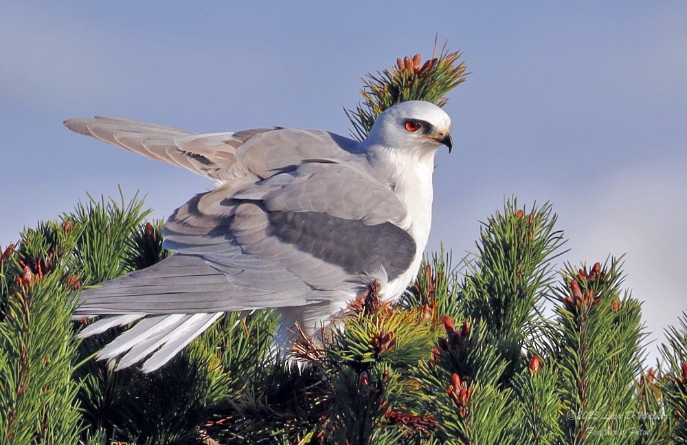 White-tailed Kite - ML645524643