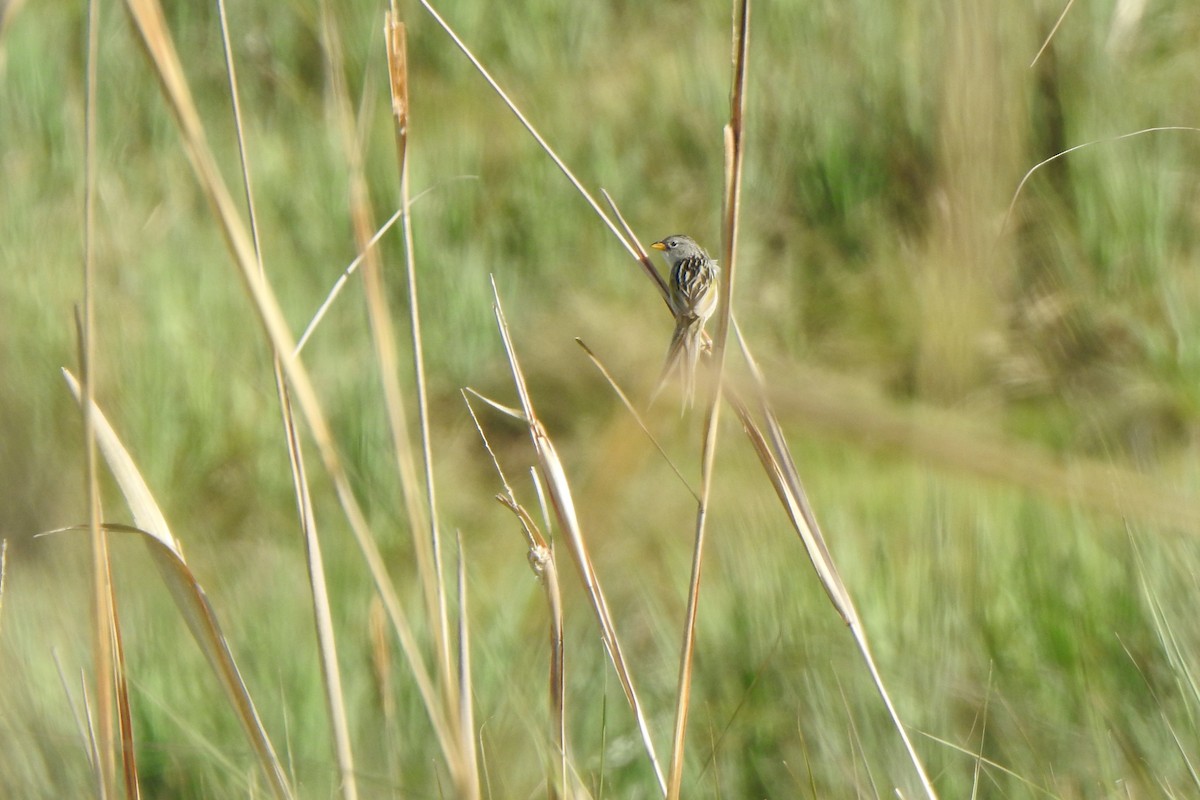 Lesser Grass-Finch - ML645524644