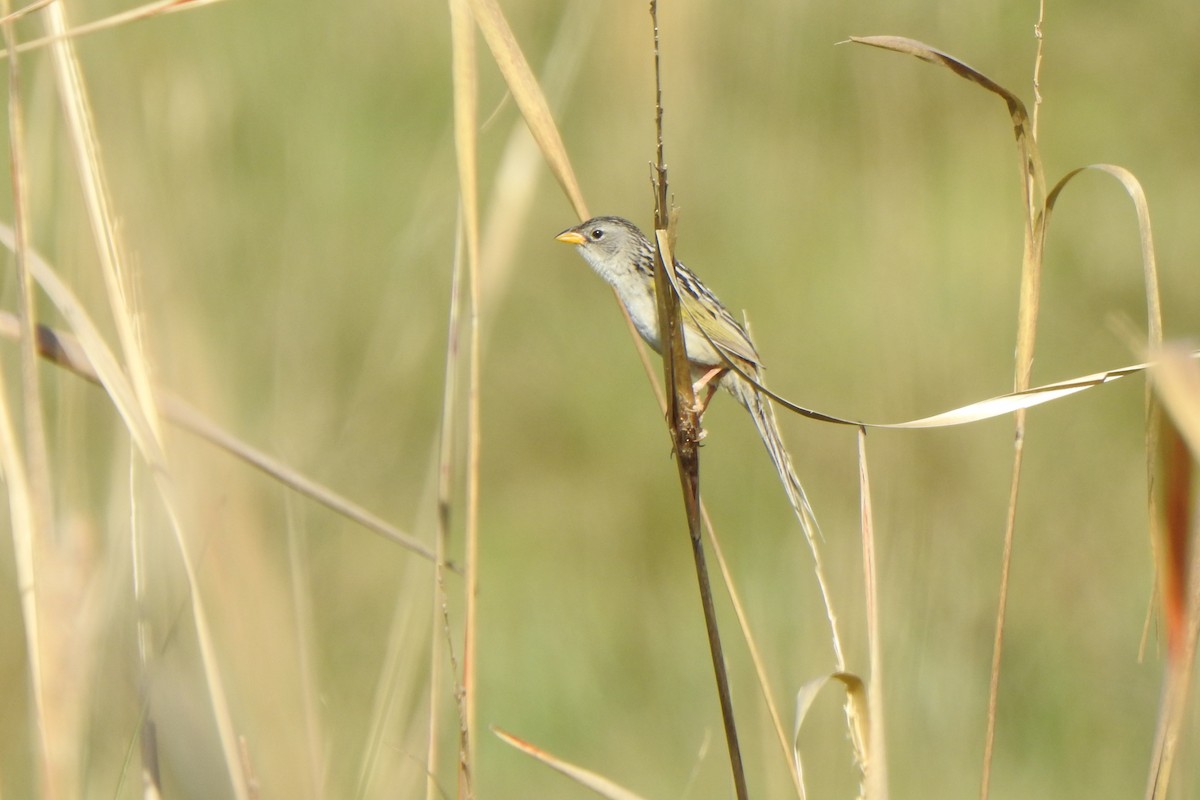 Lesser Grass-Finch - ML645524645