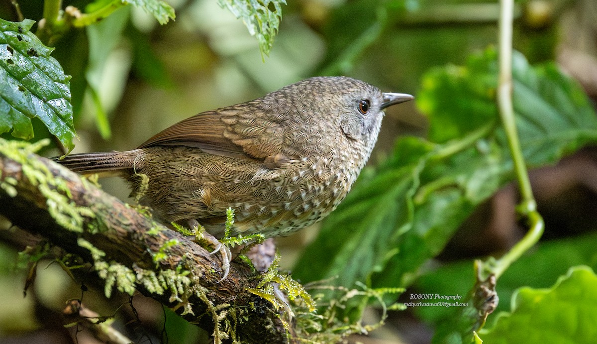 Uzun Kuyruklu Çıtkuşutimalyası - ML645524646