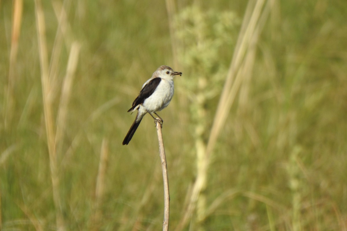 Black-and-white Monjita - ML645524647