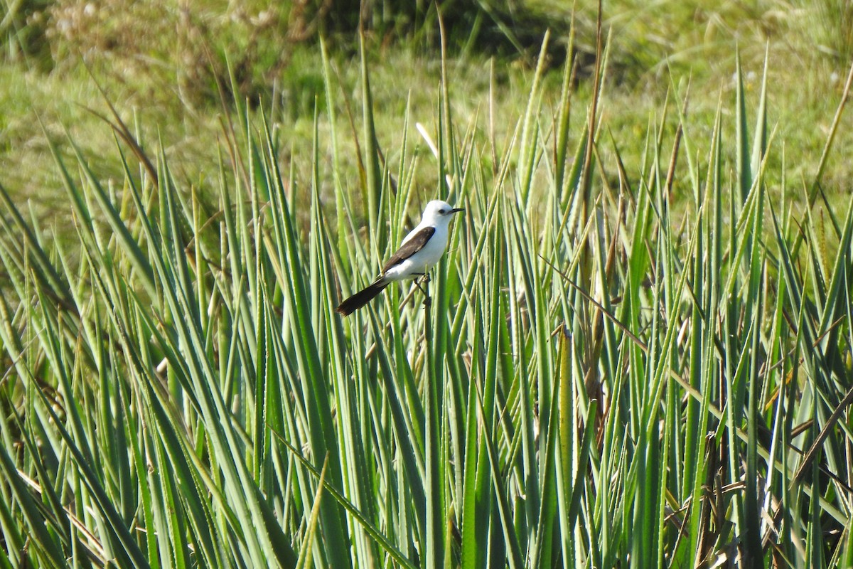 Black-and-white Monjita - ML645524648