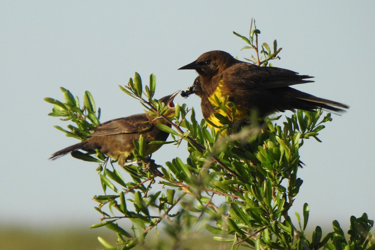 Brown-and-yellow Marshbird - ML645524654