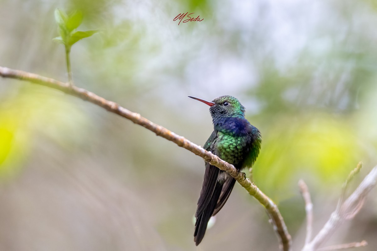 Hispaniolan Emerald - ML645524678