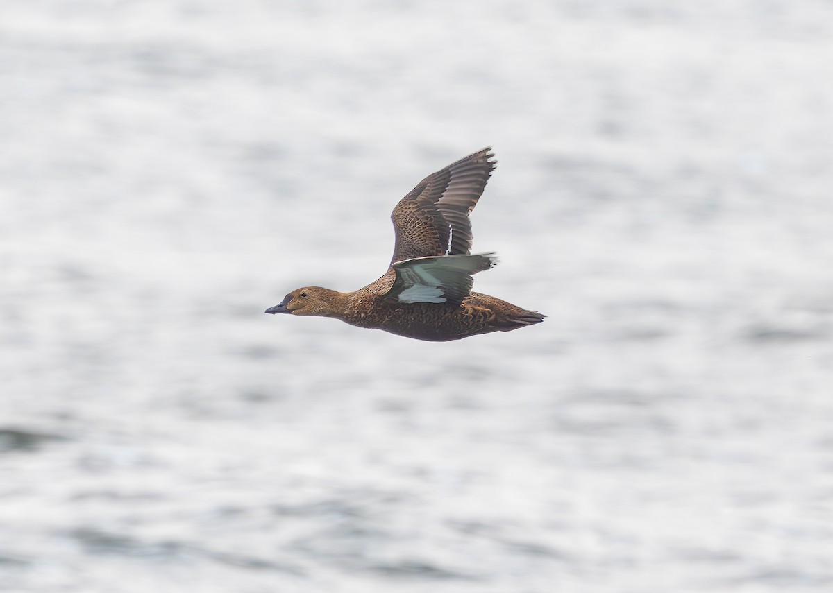 King Eider - ML645524686