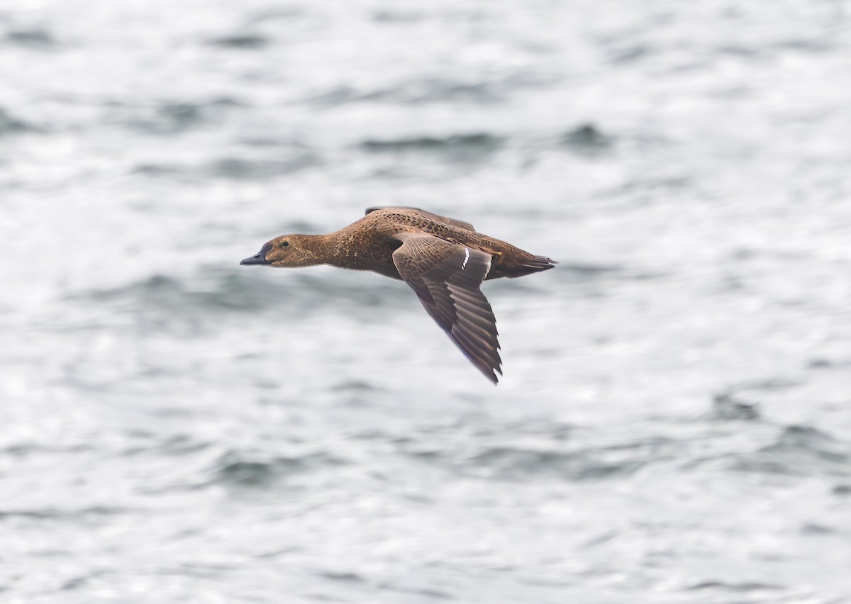 King Eider - ML645524687