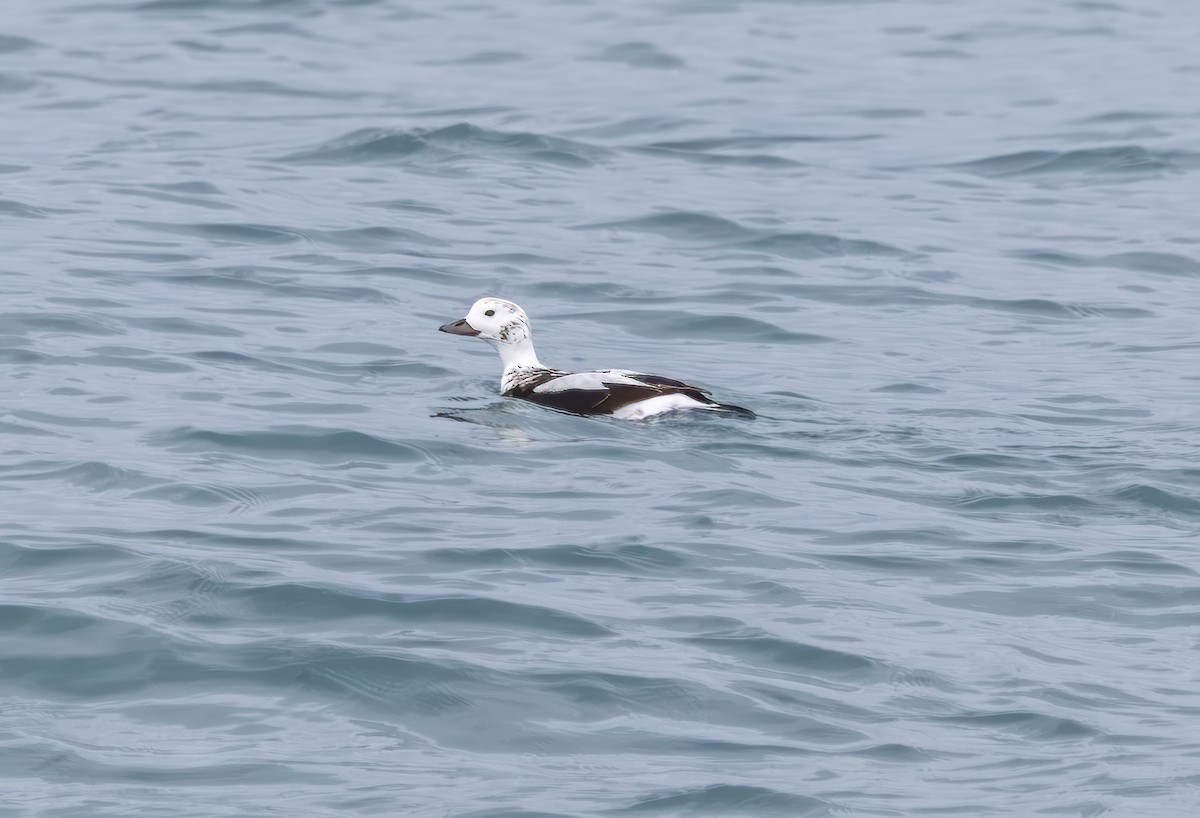 長尾鴨 - ML645524691