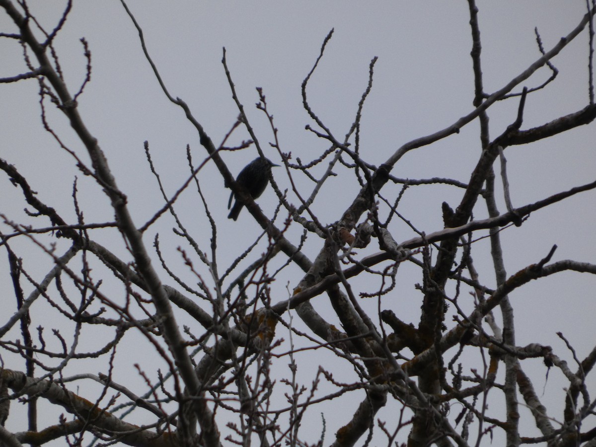 European Starling - ML645524693