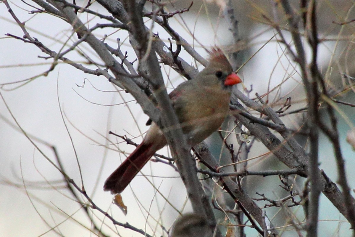 Northern Cardinal - ML645524694