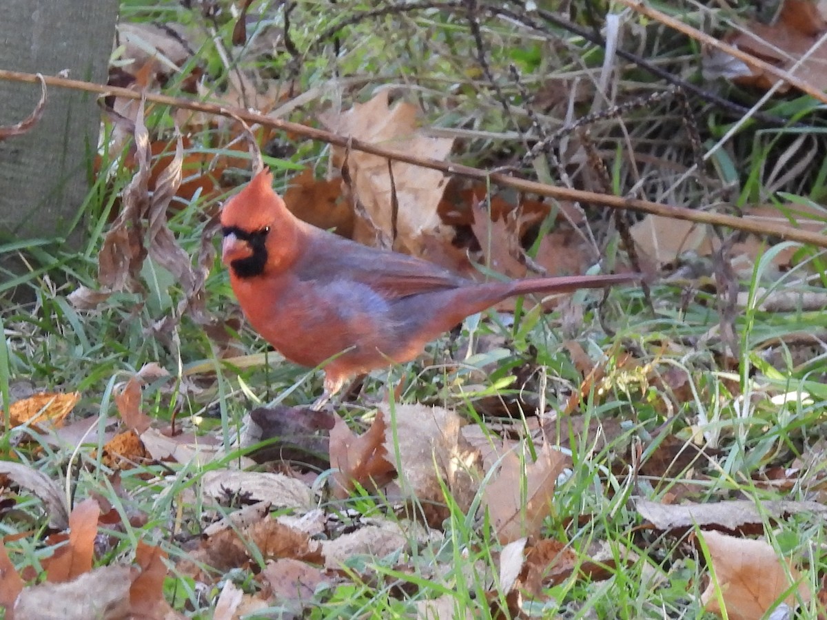 Cardinal rouge - ML645524699
