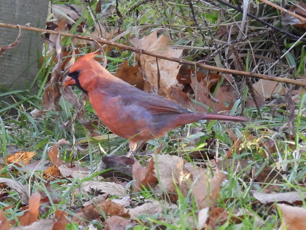 Cardinal rouge - ML645524700