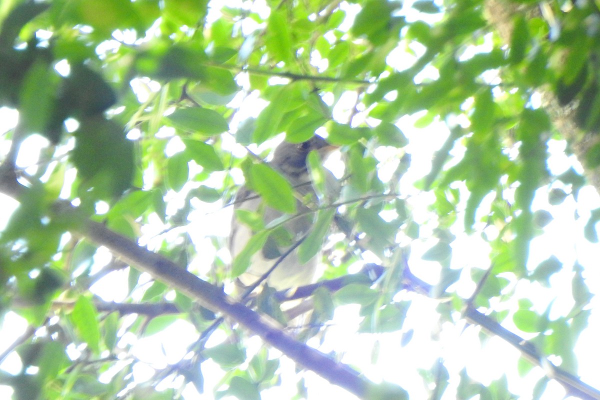 Blacksmith Thrush - ML645524706