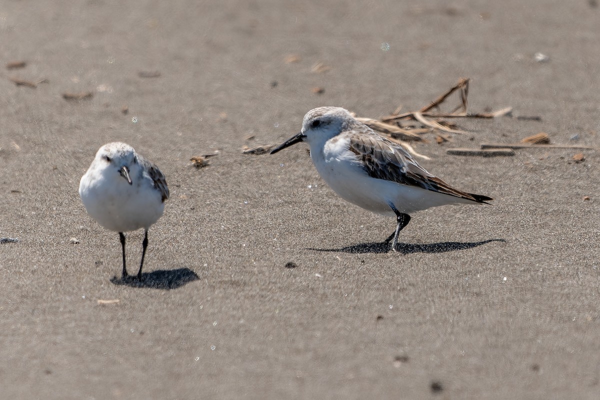 jespák písečný - ML645524715