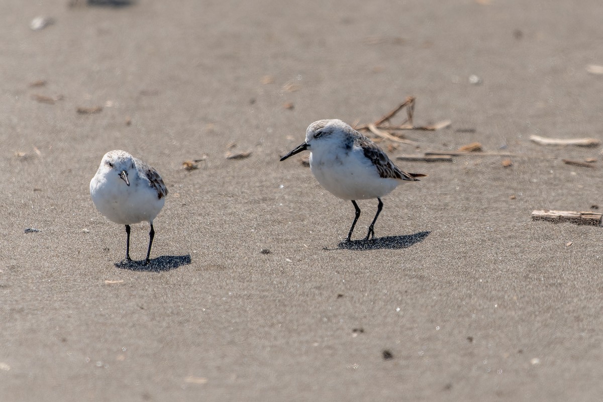 jespák písečný - ML645524716