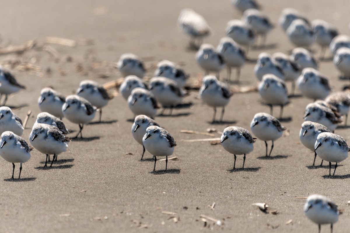 jespák písečný - ML645524718