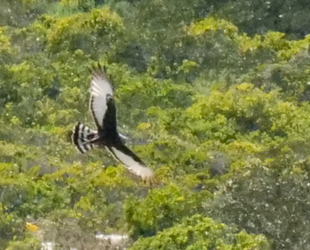 Black Harrier - ML645524720