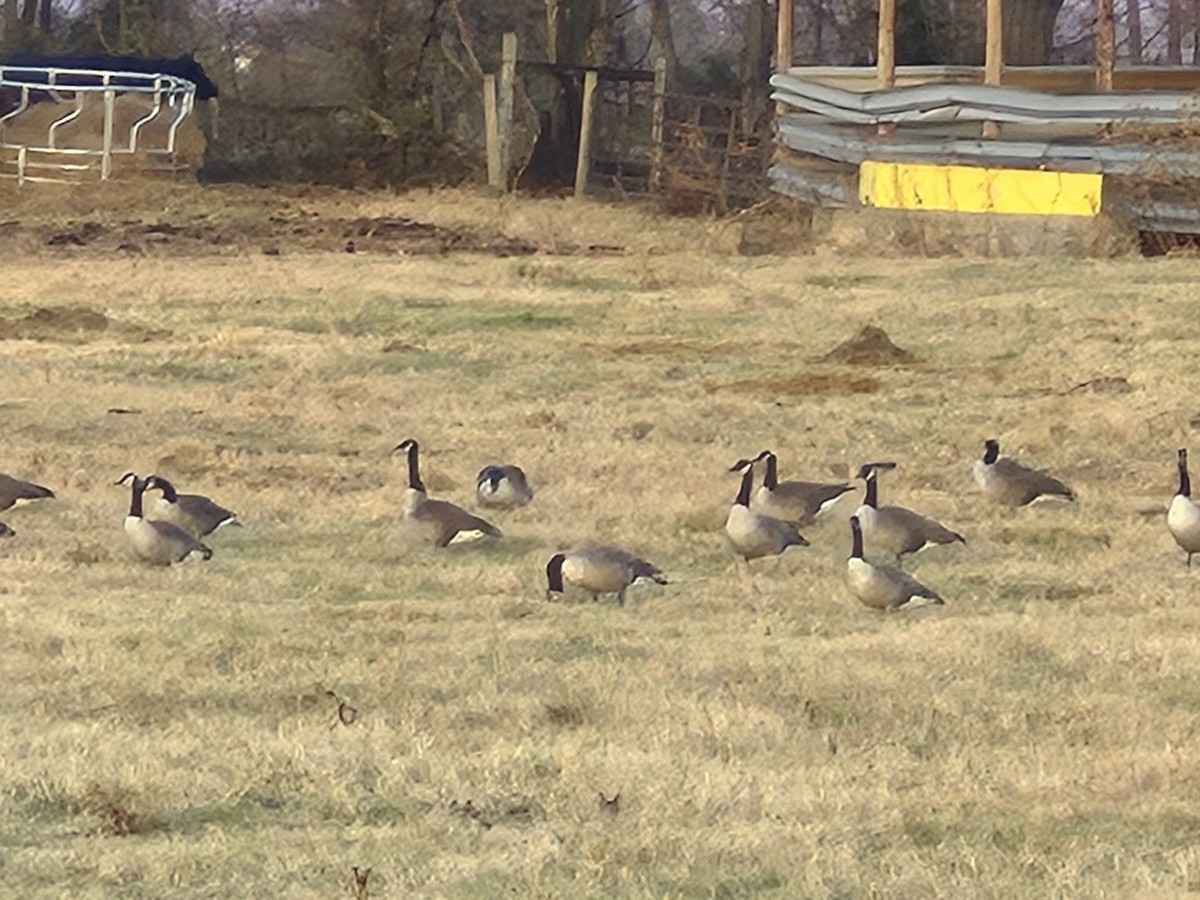 カナダガン - ML645524721