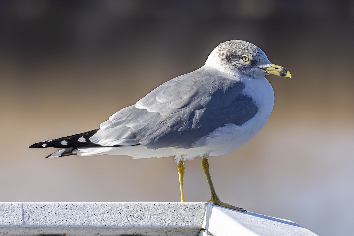 Ring-billed Gull - ML645524726