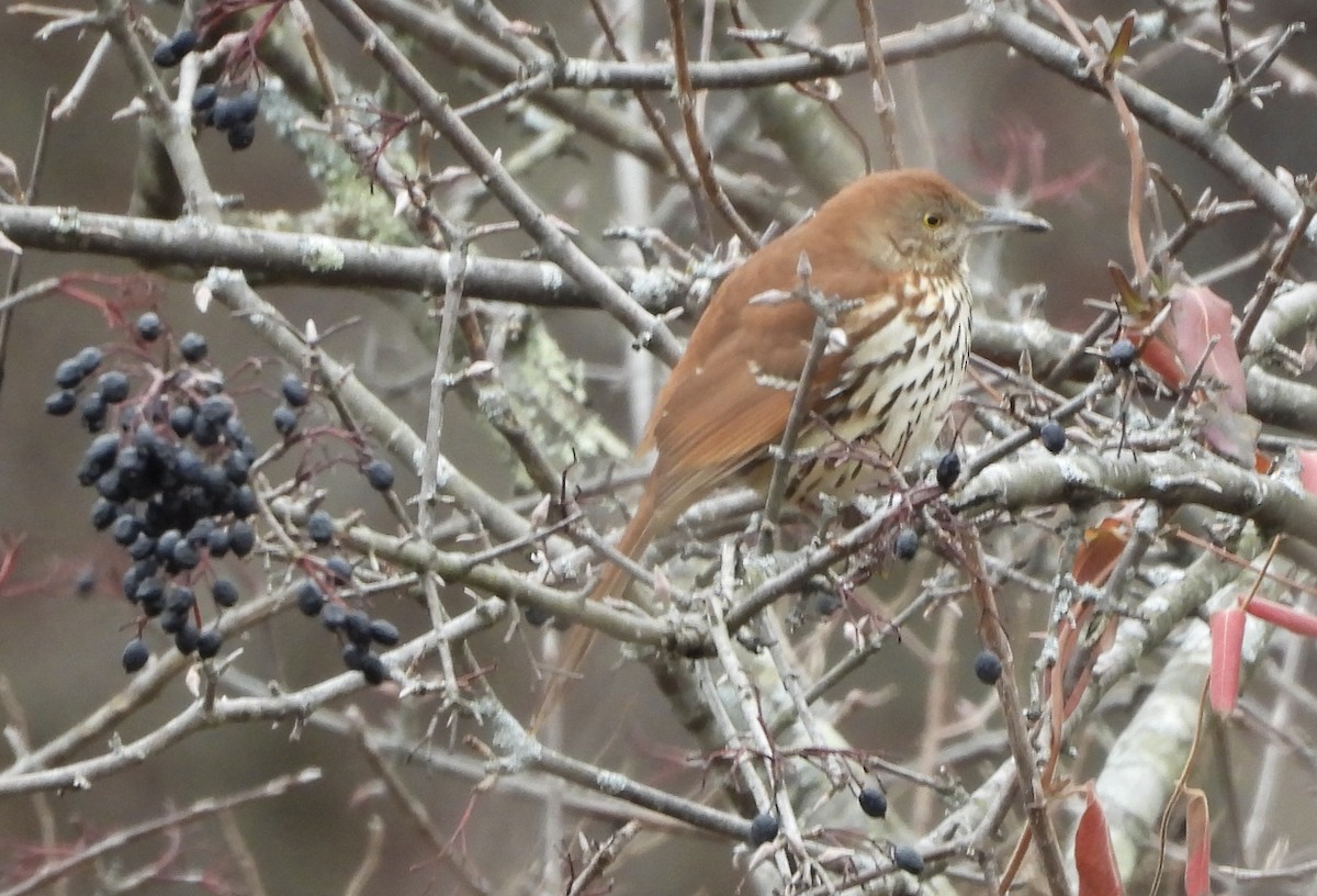 Brown Thrasher - ML645524728