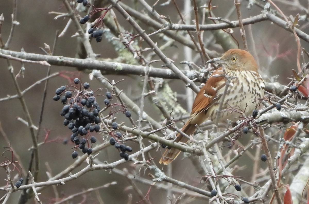 Brown Thrasher - ML645524729