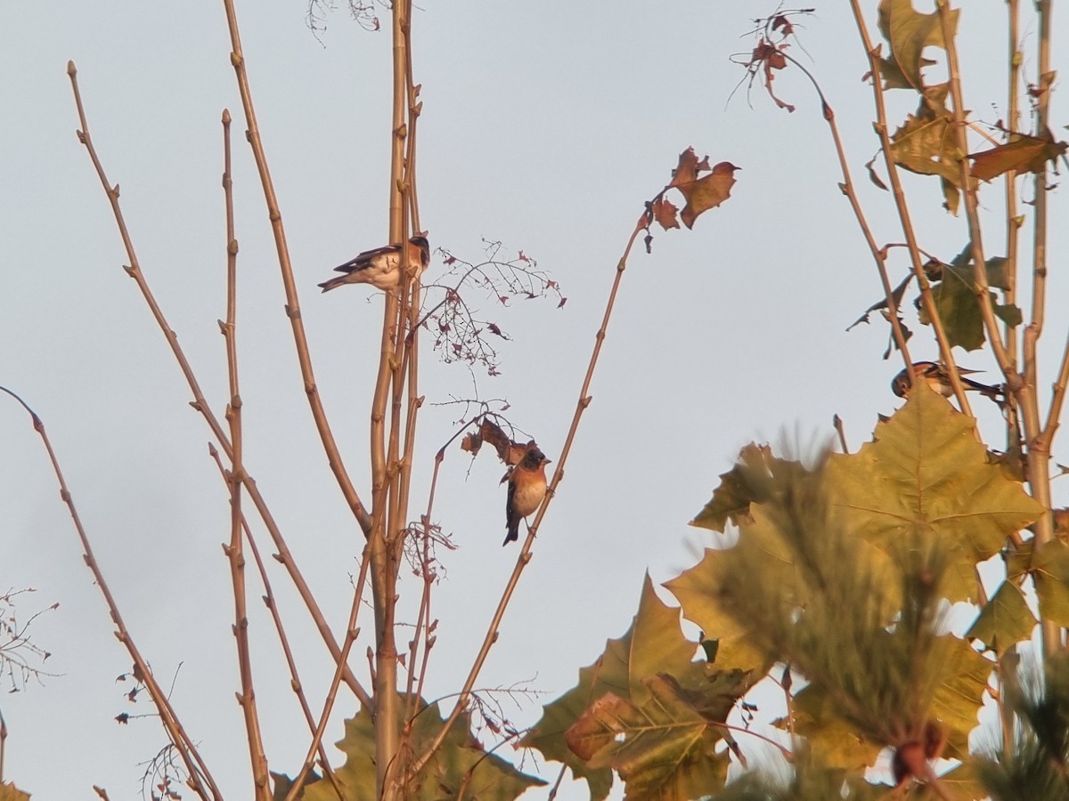 Brambling - ML645524730