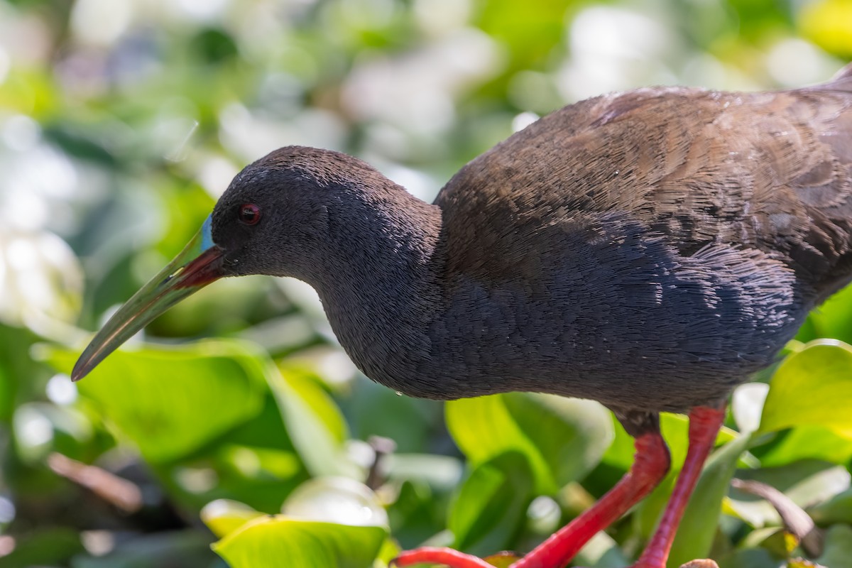 Plumbeous Rail - ML645524731