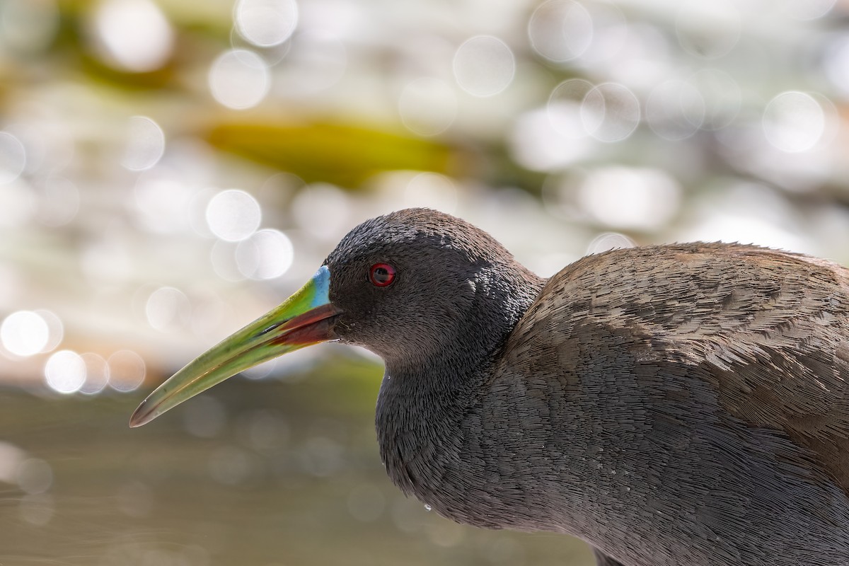 Plumbeous Rail - ML645524734