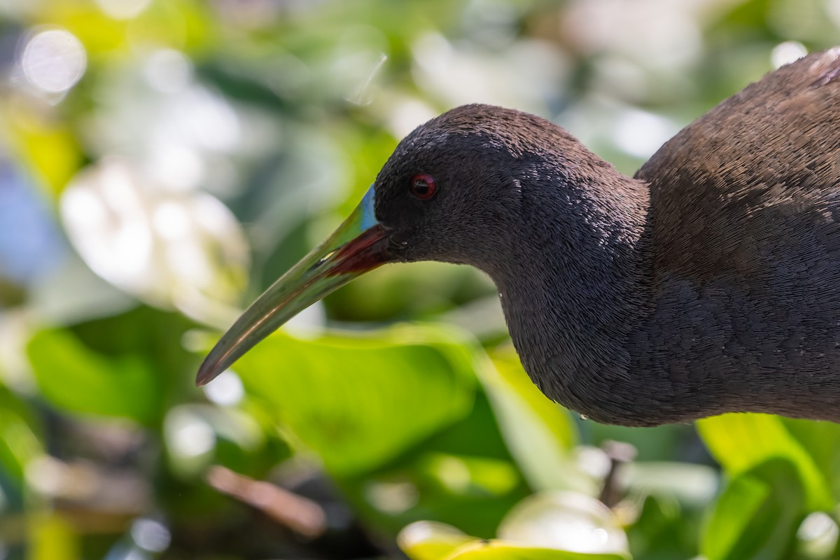 Plumbeous Rail - ML645524735