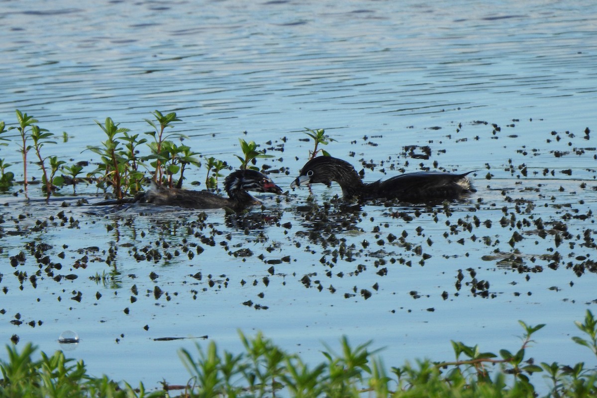 Pied-billed Grebe - ML645524744